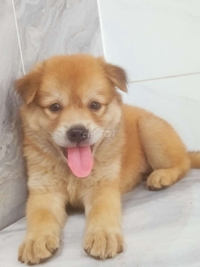 Chó Golden vàng mập ú rất đẹp ngoan hiền . Mua bán Chó tại Quận 6 Tp Hồ Chí Minh được đăng bởi Tăng Chí Lương  hình 1