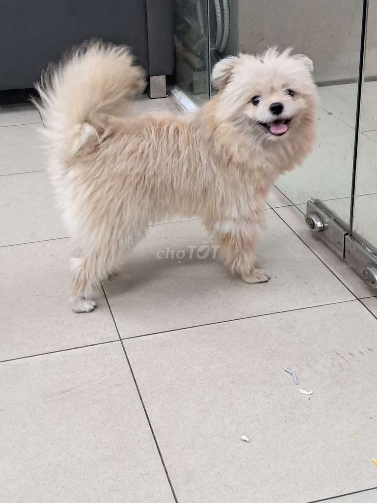 Chó Phốc Sóc đực Vàng kem. Mua bán Chó tại Quận Bình Tân Tp Hồ Chí Minh được đăng bởi Võ BíchPhượng hình 1