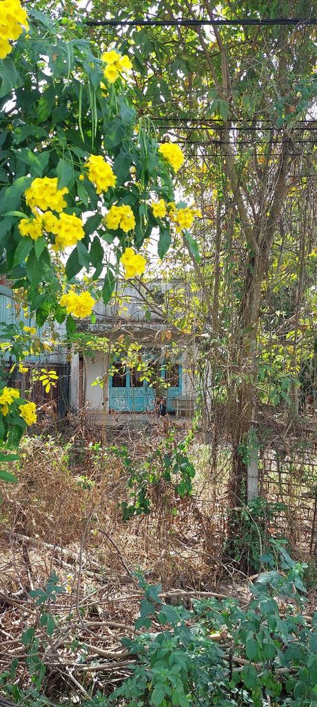 Đất sổ đỏ 501,7 m2 đường Hẻm 201 Xã Phú hòa Đông H. Củ Chi TP.HCM