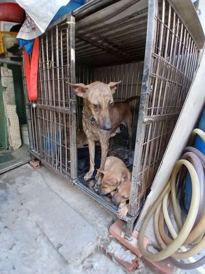 Chó Phú Quốc Vện đã tiêm 1 mũi