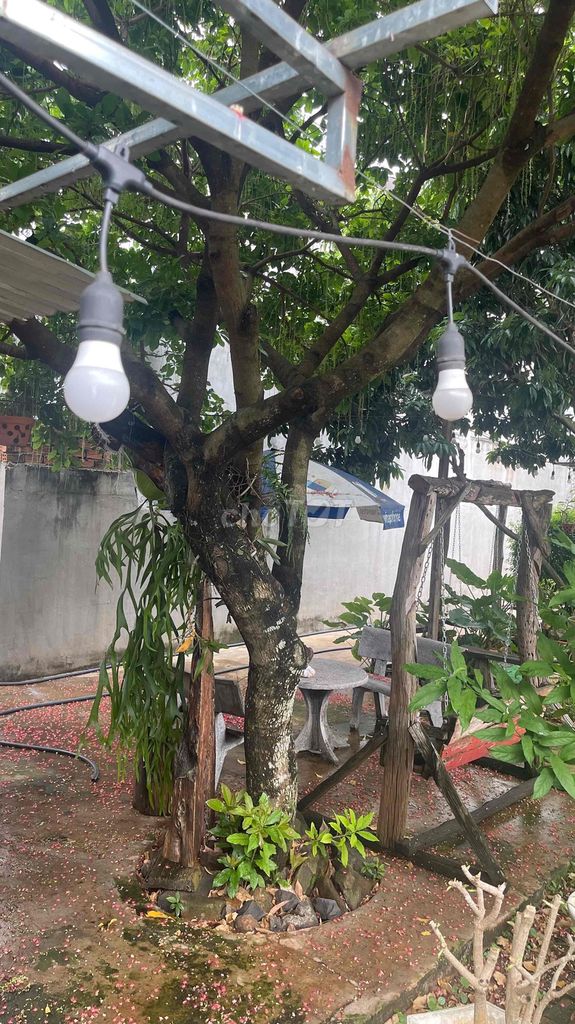 Cây Lộc Vừng trang trí sân vườn. Mua bán Cây cảnh, đồ trang trí tại Thành phố Buôn Ma Thuột Đắk Lắk được đăng bởi tuấn trần hình 1