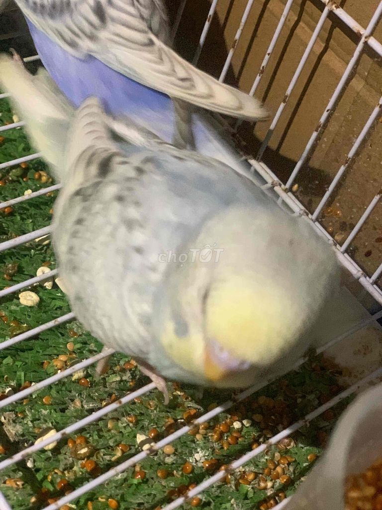 Chim Yến phụng Hà Lan nhiều màu. Mua bán Chim tại Quận Hà Đông Hà Nội được đăng bởi Tưởng Em hình 1