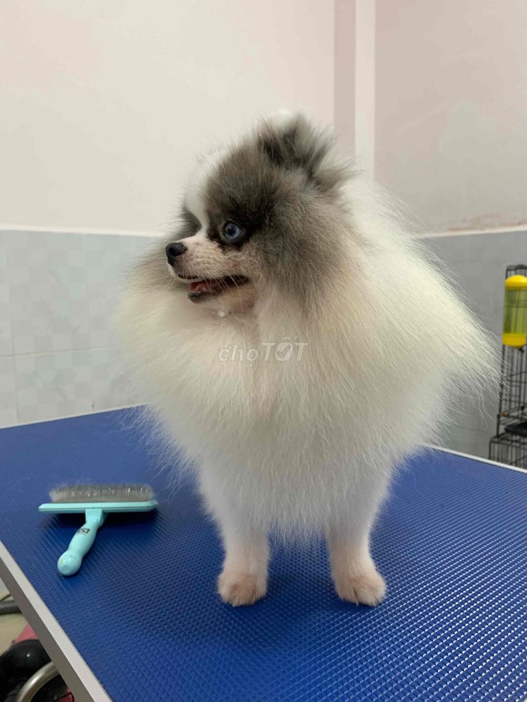 Đực giống party 2mắt xanh. Mua bán Chó tại Quận Phú Nhuận Tp Hồ Chí Minh được đăng bởi SHOP PET520 hình 5