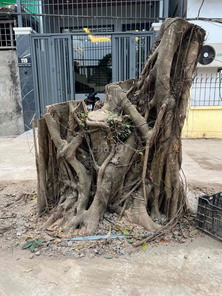 Gốc cây cảnh Sanh cổ tạo dáng. Mua bán Cây cảnh, đồ trang trí tại Quận Bắc Từ Liêm Hà Nội được đăng bởi Chu Lam hình 1