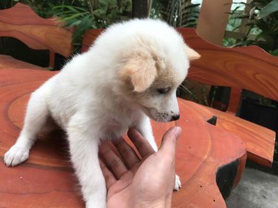 Tìm chủ mới. Mua bán Chó tại Huyện Tứ Kỳ Hải Dương được đăng bởi Hoàng