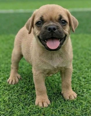 Pug đực siêu lùn cực dễ thương đã tiêm vacxi có sổ