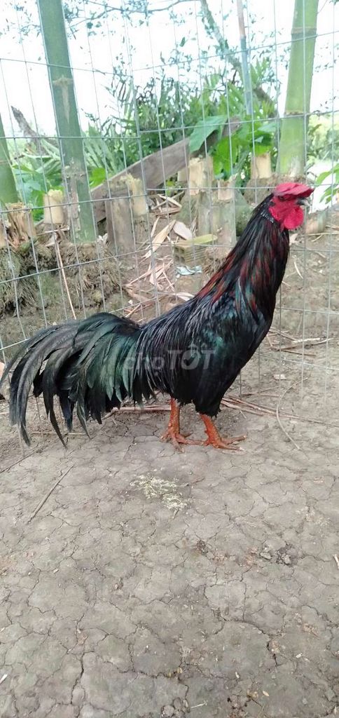 Gà trống Đực Đen 2.6kg. Mua bán Gà tại Huyện Phong Điền Cần Thơ được đăng bởi Ký cần Thơ  hình 1