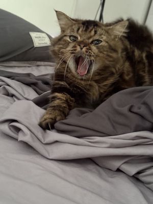 Mèo ALD chân ngắn đực đã triệt sản