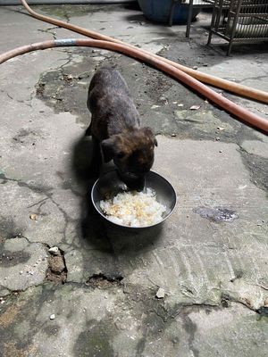 Tìm chủ mới cho 2 ẻm Phu quốc Lai, đã tiêm ngừa