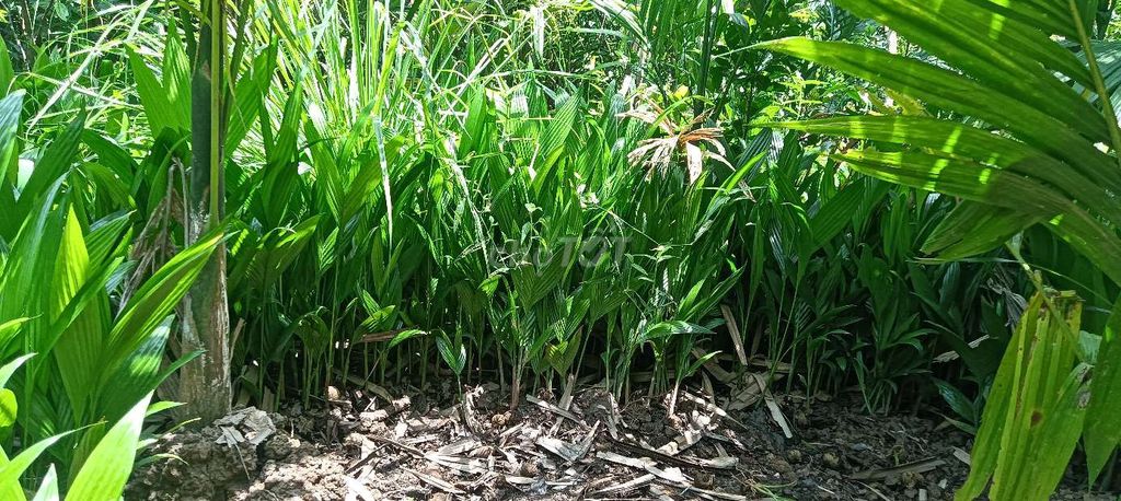 Cây Cau Trái dài 3-4 tấc không phân thuốc. Mua bán Đồ chuyên dụng, Giống nuôi trồng tại Huyện Giồng Trôm Bến Tre được đăng bởi nhan hình 1
