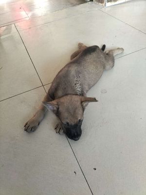 Bán Chó cỏ 1 tháng rưỡi tuổi em nào cũng ú