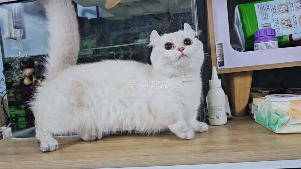 Mèo tai thỏ kinkalow cái point đã phối đực. Mua bán Mèo tại Thành phố Thủ Đức Tp Hồ Chí Minh được đăng bởi Nan hình 1