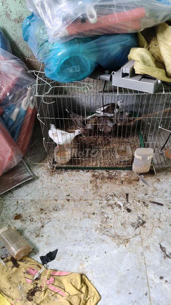 Chim cu gáy Thái - Việt - Malai. Mua bán Chim tại Huyện Phú Riềng Bình Phước được đăng bởi đời là thế thôi hình 1