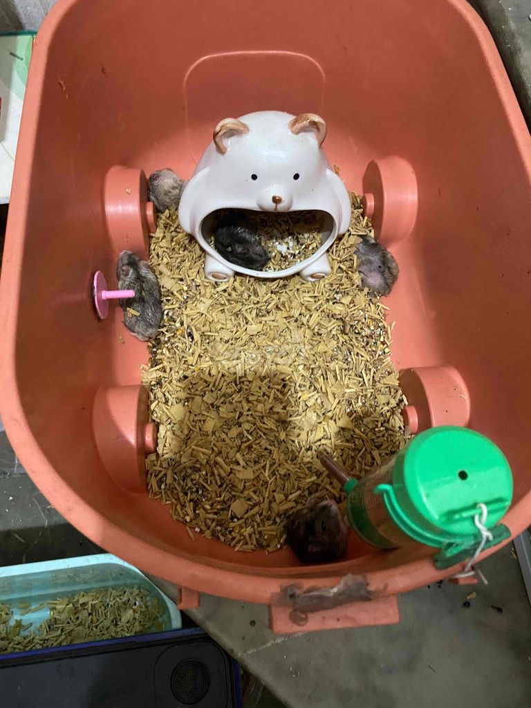 Chuột Hamster Syrian lớn Đa dạng. Mua bán Thú cưng khác tại Huyện Thanh Trì Hà Nội được đăng bởi Lac Mat Em hình 1