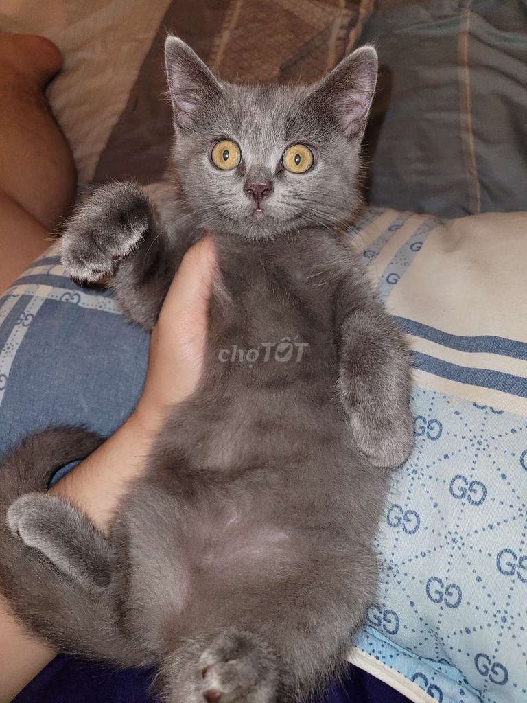 Mèo Anh lông ngắn . Mua bán Mèo tại Huyện Bình Chánh Tp Hồ Chí Minh được đăng bởi Mèo nè hình 1
