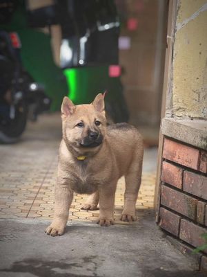 Chó Mông Cộc Đực Tịt Lưỡi Đen Màu Vàng Chuẩn Giống