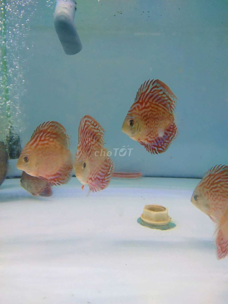 Cá dĩa Chỉ đỏ Mini Đẹp. Mua bán Thú cưng khác tại Quận Tân Bình Tp Hồ Chí Minh được đăng bởi Cá dĩa Như Ý hình 1