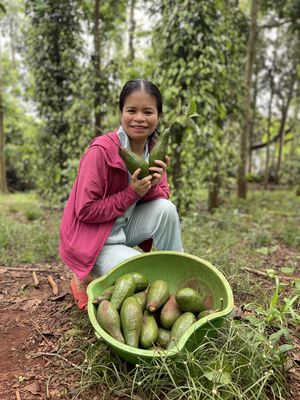Bơ Năm Lóng siêu dẻo, không thuốc. Mua bán Đồ ăn, thực phẩm và các loại khác tại Quận Tân Phú Tp Hồ Chí Minh được đăng bởi Thoa