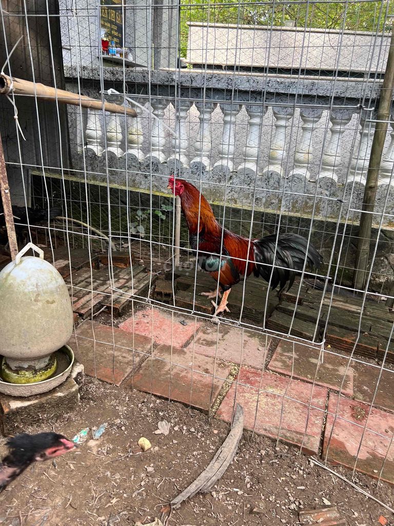 gà thanh lý. Mua bán Gà tại Huyện Bình Tân Vĩnh Long được đăng bởi Huy Nguyen hình 2