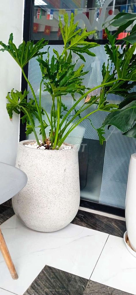Cây cảnh Mai chiếu thủy, Trầu bà. Mua bán Cây cảnh, đồ trang trí tại Quận Tân Bình Tp Hồ Chí Minh được đăng bởi Do Mai hình 1