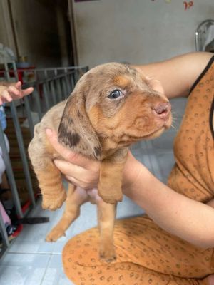 Chó cảnh. Mua bán Chó tại Huyện Giồng Trôm Bến Tre được đăng bởi Dương hạo tôn