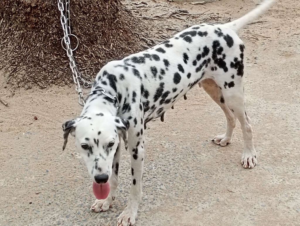 Chó Dalmatian cái 1 Lứa. Mua bán Chó tại Thành phố Đà Lạt Lâm Đồng được đăng bởi Nhân Rottweiler  hình 1