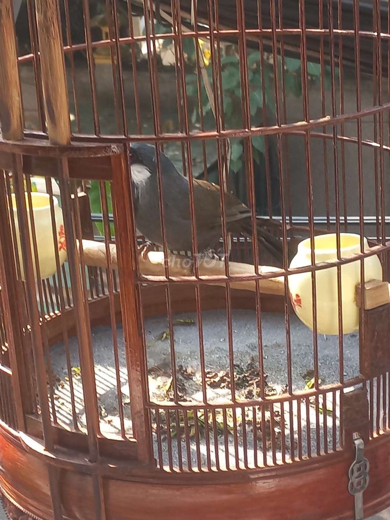 Chim Khướu Đen 2 mùa. Mua bán Chim tại Quận Tân Phú Tp Hồ Chí Minh được đăng bởi Huỳnh Hùng hình 1