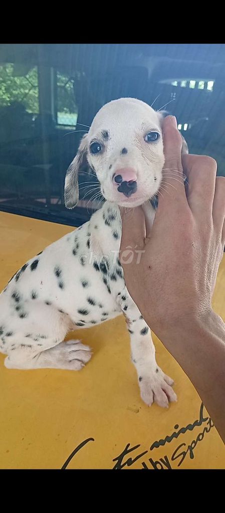Bán Chó đốm cái Mũi Hồng. Mua bán Chó tại Huyện Củ Chi Tp Hồ Chí Minh được đăng bởi Nguyễn Huy hình 1