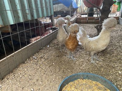 Gà Ba Lan - Gà Quý Phi. Mua bán Gà tại Thành phố Thủ Đức Tp Hồ Chí Minh được đăng bởi Vũ Hồng Hảo