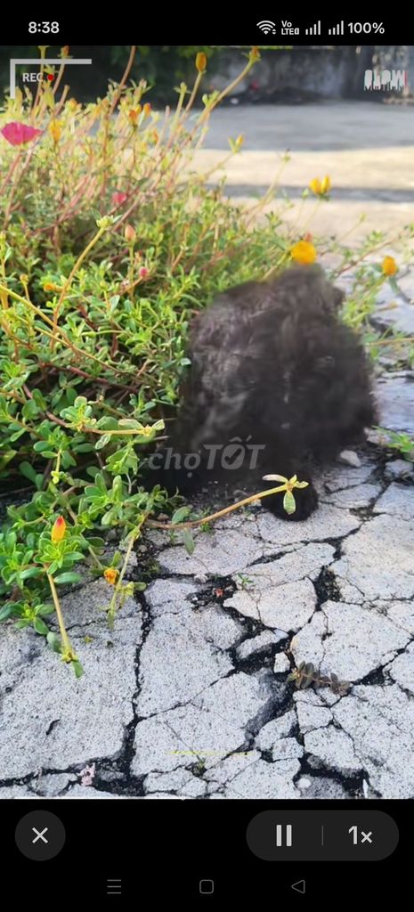 Chó Poodle Đen Thân thiện Đã tiêm phòng. Mua bán Chó tại Huyện Hòa Thành Tây Ninh được đăng bởi Hiền Nguyễn hình 1