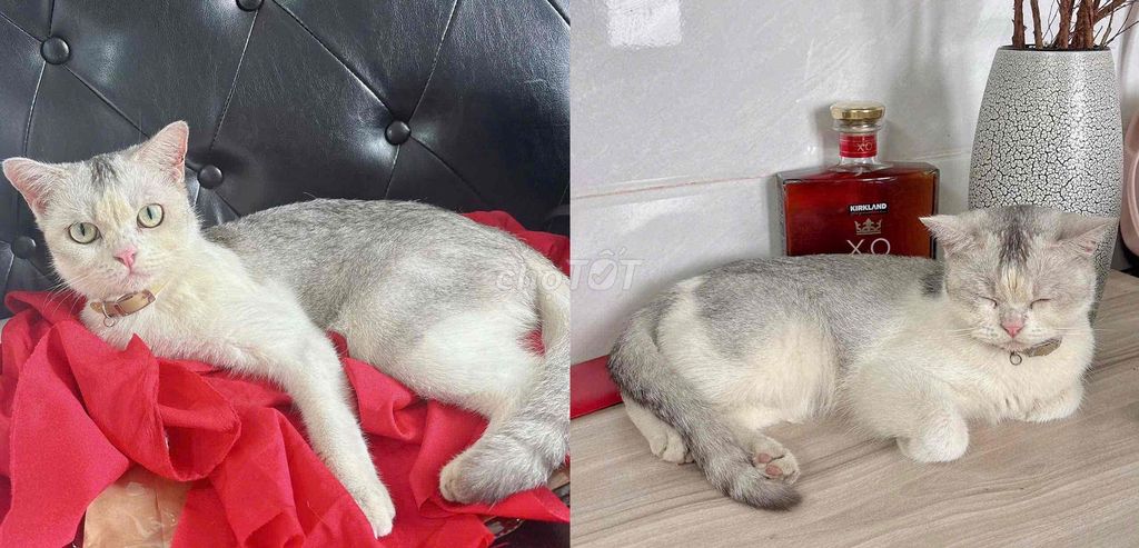 Mèo Cái 1 tuổi. Mua bán Mèo tại Quận 12 Tp Hồ Chí Minh được đăng bởi định trần hình 1