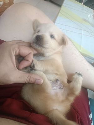 Chó Lai Phú Quốc con non