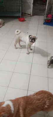 Chó Pug đực 20 tháng tuổi