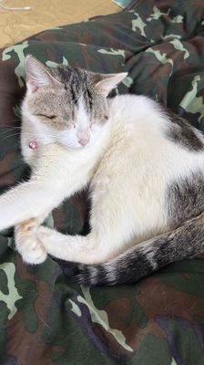 Mèo không xác định