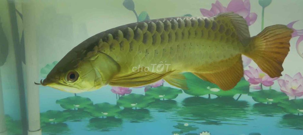 Cá Rồng. Bối 24k9999. Mua bán Thú cưng khác tại Huyện Trần Văn Thời Cà Mau được đăng bởi Gia Bảo hình 1