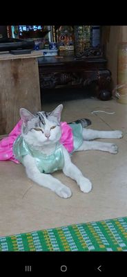 Mèo con Trắng Đen Nâu