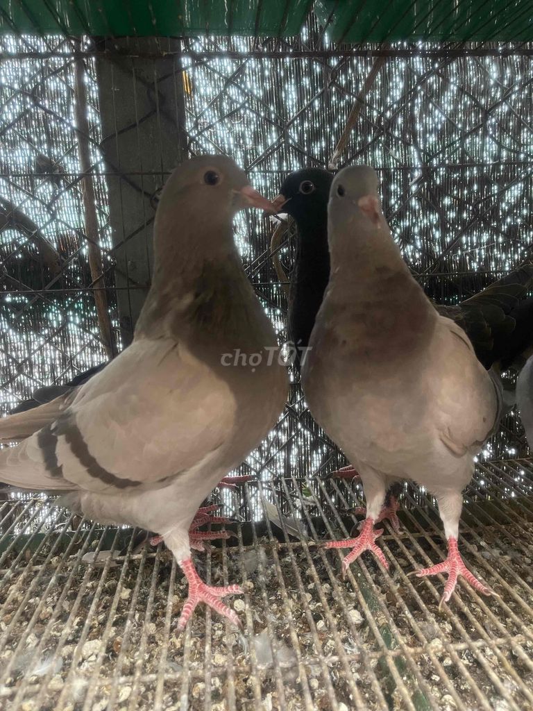 Chim bồ câu Titai Thái chuẩn giống( to chim). Mua bán Chim tại Quận Gò Vấp Tp Hồ Chí Minh được đăng bởi Nguyễn Đăng hình 1