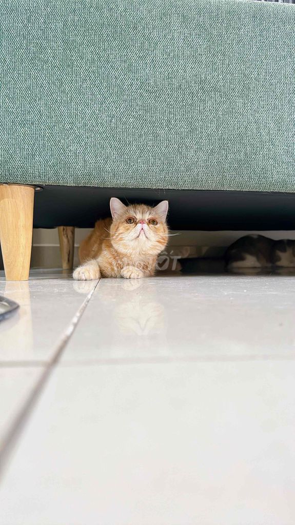 Mèo Exotic - đực phối tốt. Mua bán Mèo tại Thành phố Thủ Đức Tp Hồ Chí Minh được đăng bởi My Nguyễn hình 1