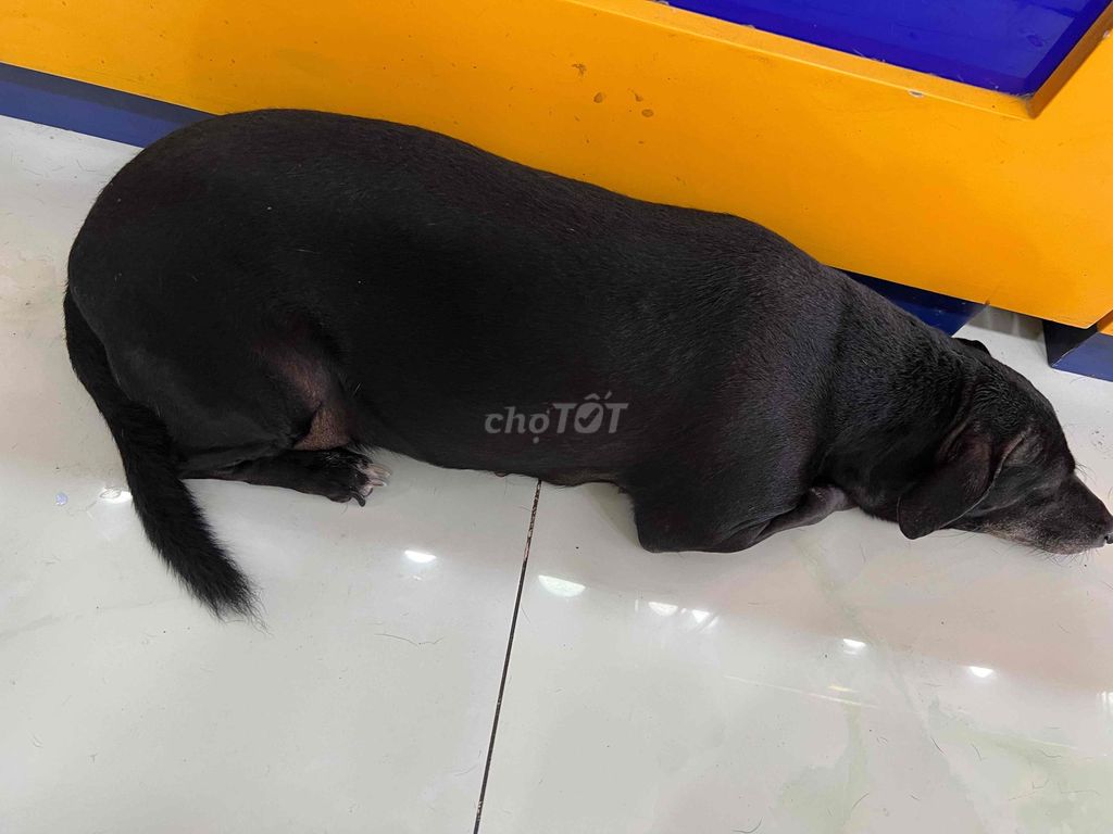 Chó mực đen lưỡi có đóm. Mua bán Chó tại Thành phố Bến Tre Bến Tre được đăng bởi Mrr Hiếu hình 1