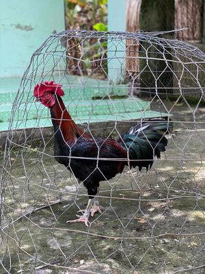 tơ zin 4kí. Mua bán Gà tại Huyện Kế Sách Sóc Trăng được đăng bởi Nguyễn Nhựt Hào