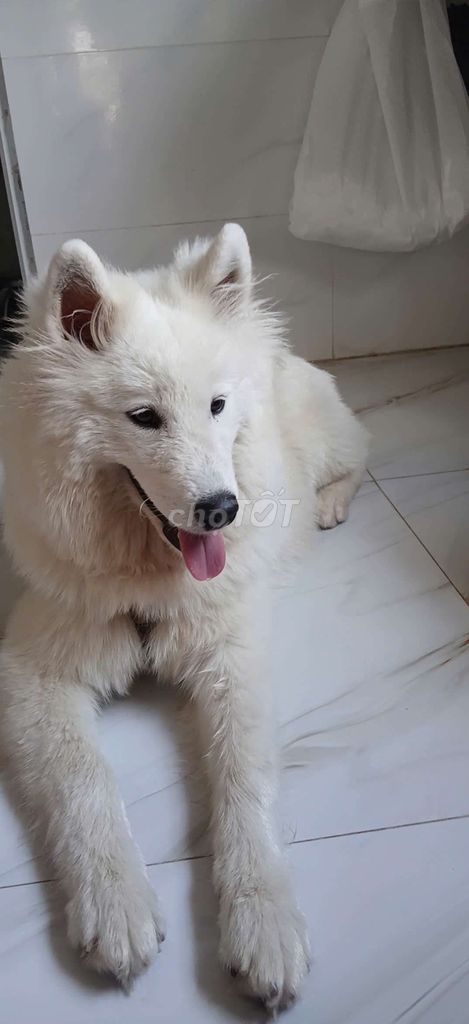 Chó Samoyed trắng 10 tháng tuổi. Mua bán Chó tại Thành phố Thủ Đức Tp Hồ Chí Minh được đăng bởi Đạt Trương hình 1