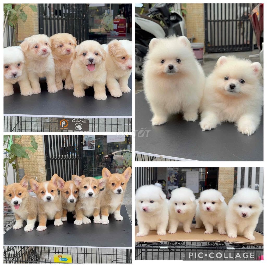 SHOP SẴN NHIỀU DÒNG CHÓ CẢNH Tại 04 Bàu Năng 1. Mua bán Chó tại Quận Liên Chiểu Đà Nẵng được đăng bởi Nhật Minh Pet House 04 Bàu Năng 1 hình 1
