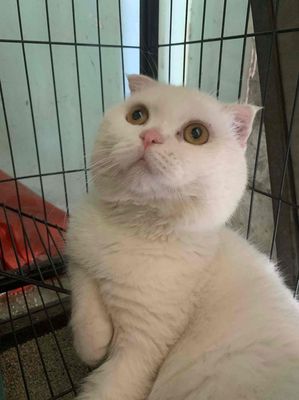 Mèo Tai cụp đực 1 tuổi