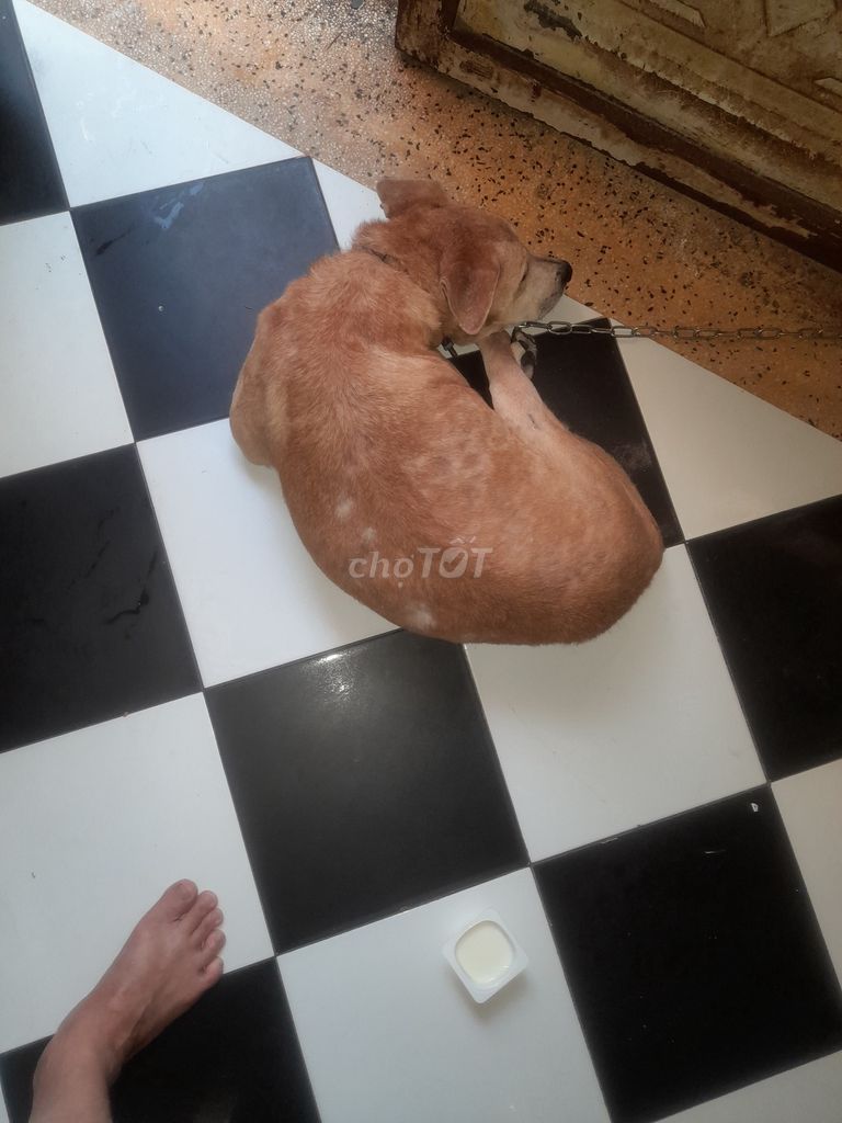 Cho chó 12kg. Mua bán Chó tại Quận 12 Tp Hồ Chí Minh được đăng bởi Dũng hình 1