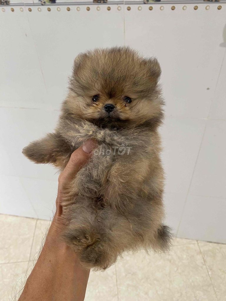 Chó Pom Thái Nâu Cả hai. Mua bán Chó tại Quận Cái Răng Cần Thơ được đăng bởi Nguyễn Bách Đạt hình 1