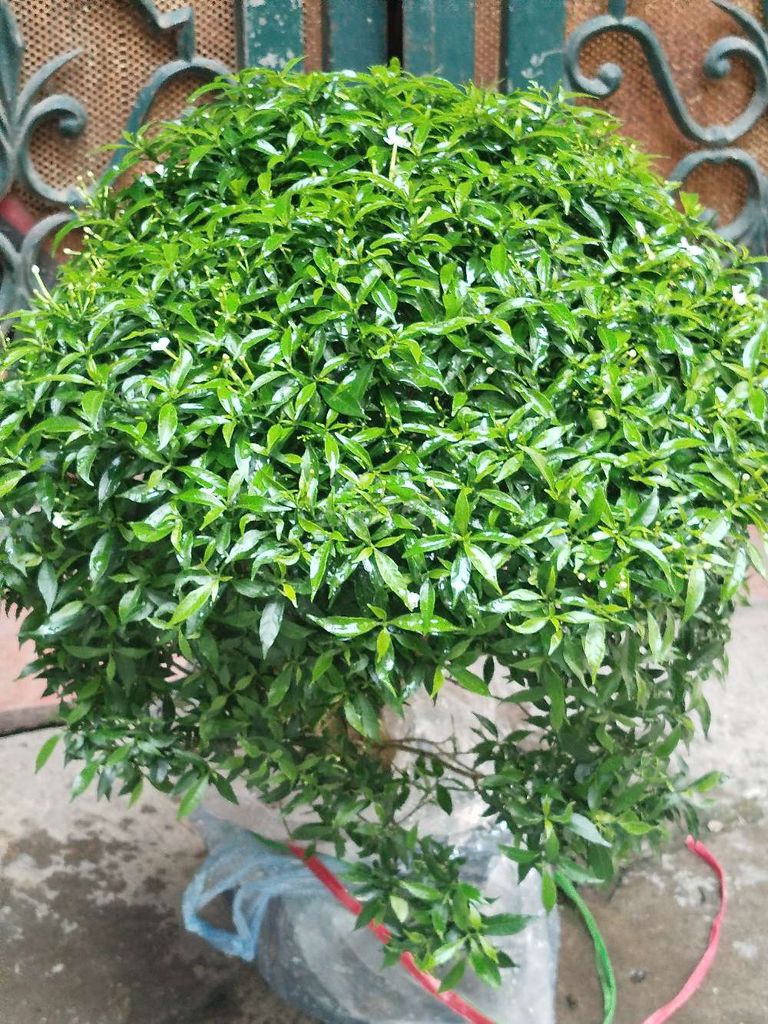 Cây cảnh Mai vạn phúc 70cm. Mua bán Cây cảnh, đồ trang trí tại Quận Hoàng Mai Hà Nội được đăng bởi Nguyễn Minh Thoa hình 1