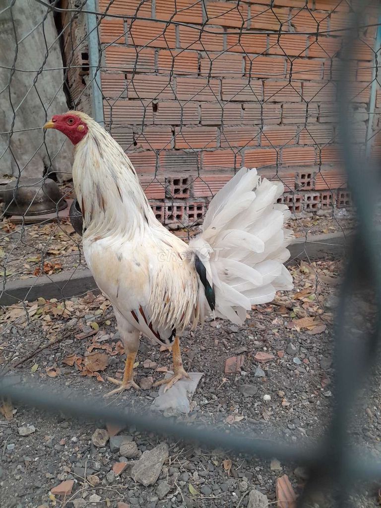 Gà chọi Trắng 1.37kg. Mua bán Gà tại Quận Tân Phú Tp Hồ Chí Minh được đăng bởi Trâm hình 1