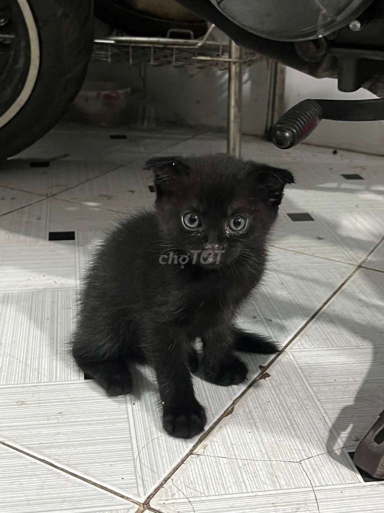 Mèo Tai cụp đen long ngắn 1 tháng. Mua bán Mèo tại Thành phố Dĩ An Bình Dương được đăng bởi Bảo hình 1