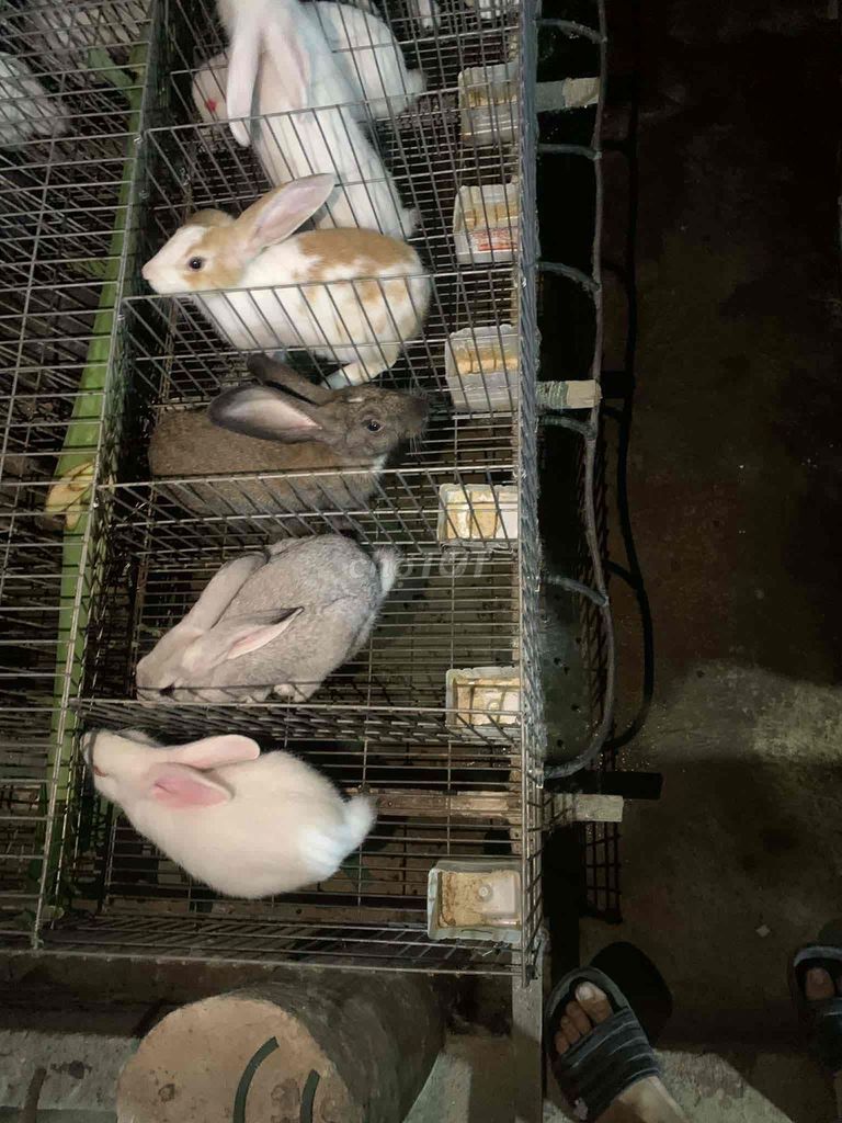 thỏ giống kiểng. Mua bán Thú cưng khác tại Quận Bình Tân Tp Hồ Chí Minh được đăng bởi Trọng 63Shop hình 1