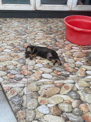10 chú chó con lai tìm chủ mới